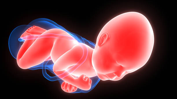 2025年泰国选择试管婴儿的价格全知道 2025年泰国选择试管婴儿的价格全知道