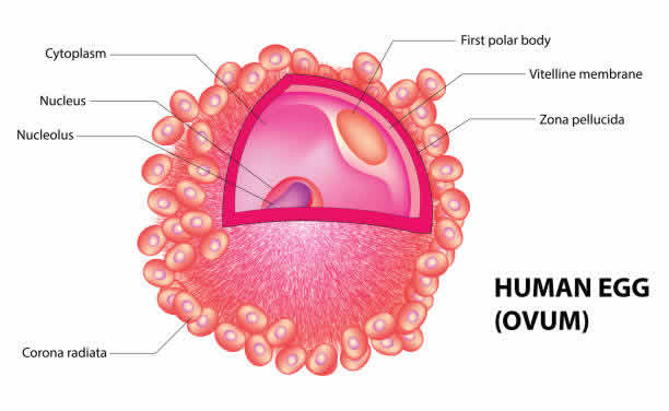 2025年泰国医院做试管婴儿费用是多少 2025年泰国医院做试管婴儿费用是多少